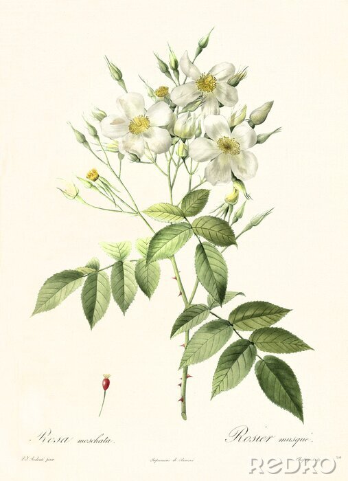 Poster Rosen weiss botanische Skizze