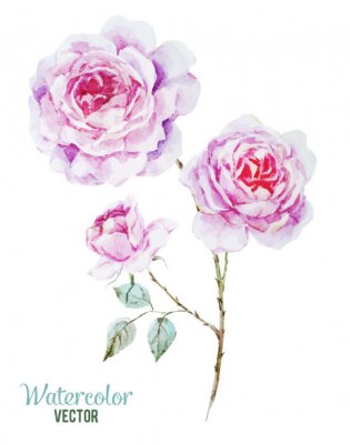 Poster Rosen weiss mit rosa schattierten Blütenblättern