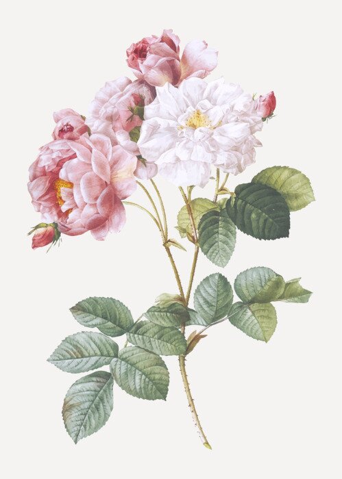 Poster Rosen weiss und rosa  auf einem Zweig