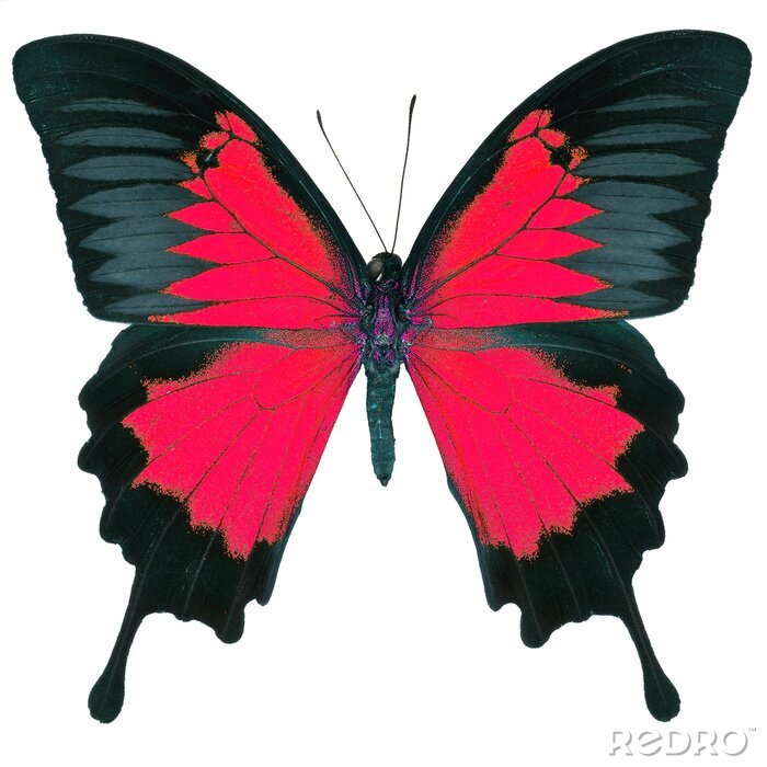 Rot Fliegende Schmetterlinge Isoliert Auf Weißem Hintergrund Stock