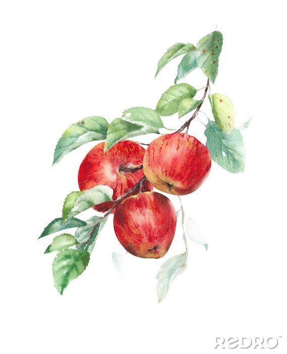 Poster Rote Äpfel auf einem Zweig