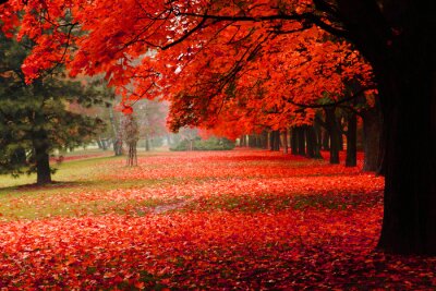Rote Baumblätter im Park