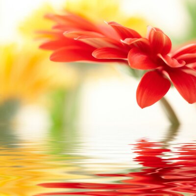 Rote Blume im Wasser