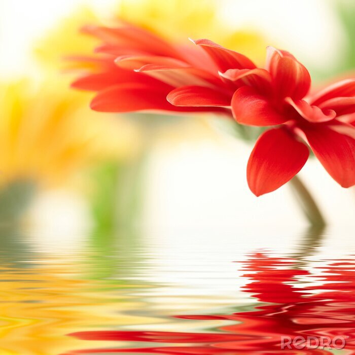 Poster Rote Blume im Wasser