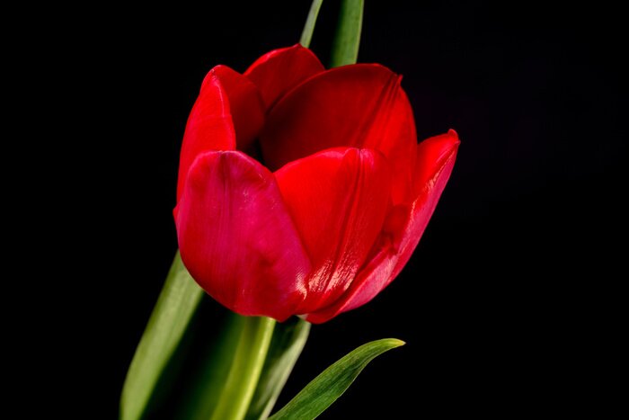 Poster Rote Blume und schwarze Kulisse