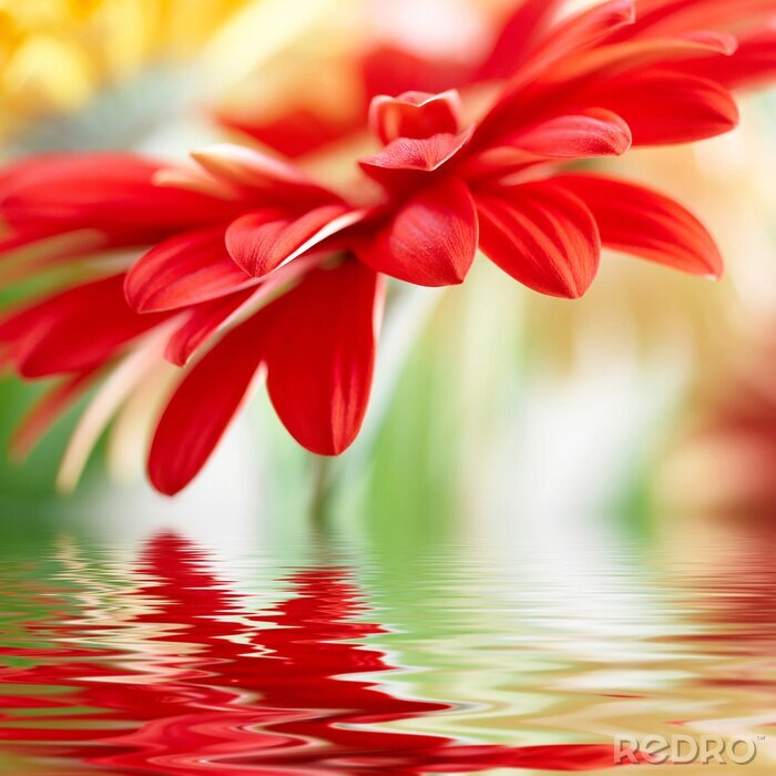 Poster Rote Blume und Wasser