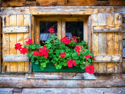 Rote blumen auf fensterbank