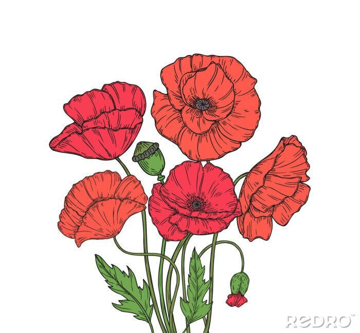 Poster Rote Mohnblumen Skizze gefüllt mit Farben