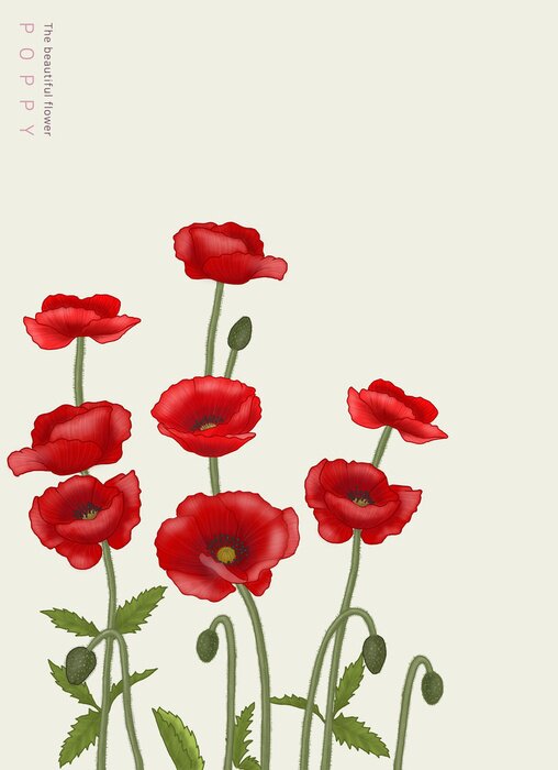 Poster Rote Mohnblumen und unentwickelte Knospen