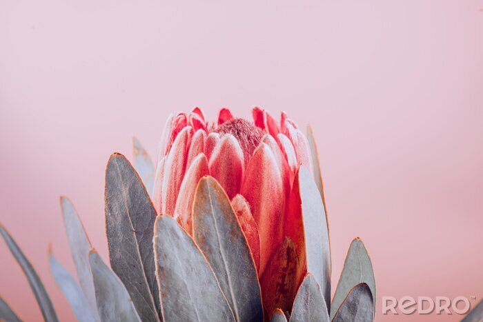 Poster Rote Protea Blume auf rosa Hintergrund