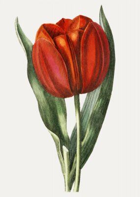 Poster Rote Tulpe umgeben von Blättern
