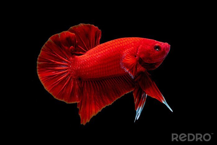 Poster Roter Fisch auf schwarzem Hintergrund