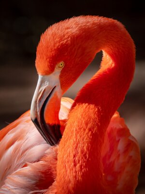 Poster Roter Flamingo