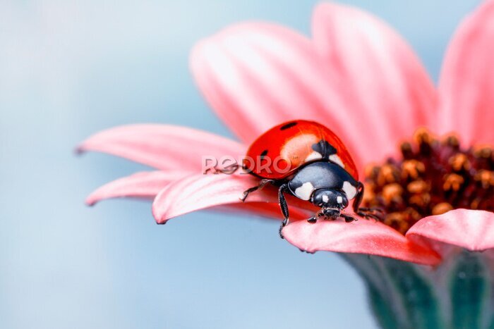 Poster Roter Marienkäfer auf einer rosa Blume