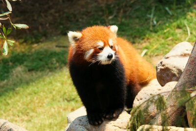 Roter Panda auf dem Stein