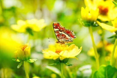Poster Roter Schmetterling und gelbe Blumen