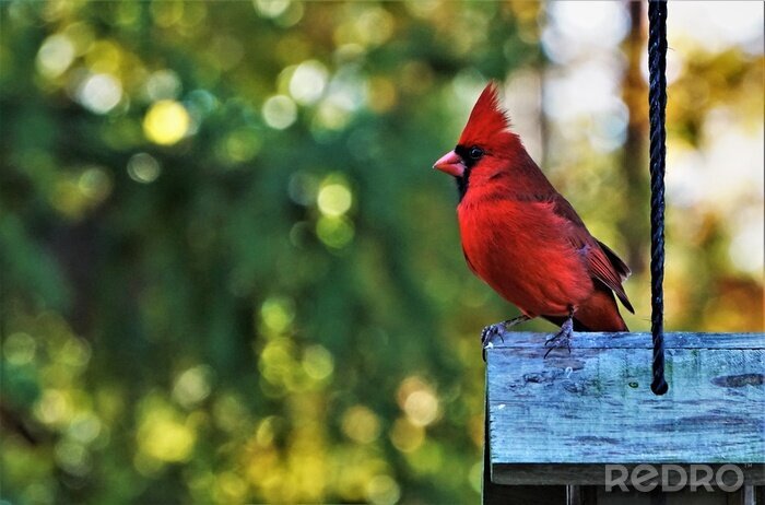 Poster Roter Vogel auf dem Hintergrund des Waldes
