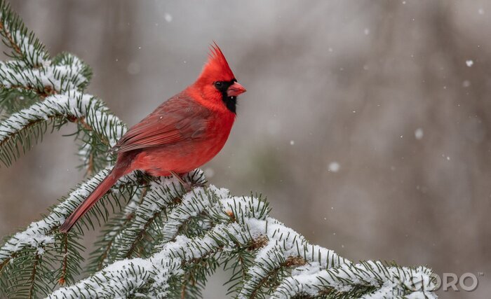Poster Roter Vogel im Schnee