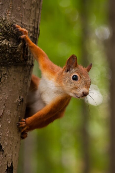 Poster Rotes Eichhörnchen auf Baum