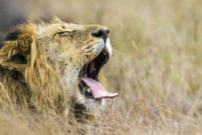Safari Löwe mit offenem Maul