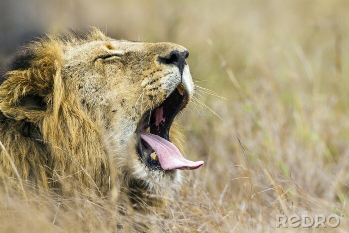 Poster Safari Löwe mit offenem Maul