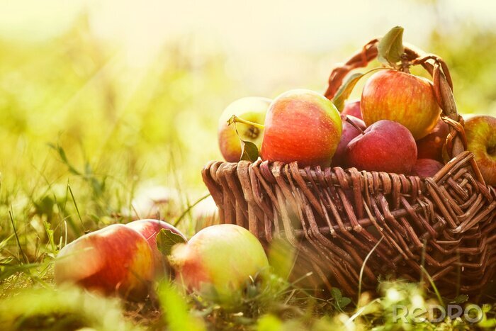 Poster Saftige Äpfel im Garten