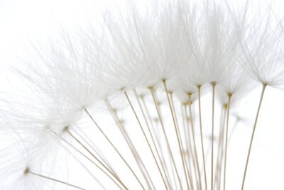 Samen der weißen Pusteblume