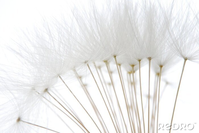 Poster Samen der weißen Pusteblume