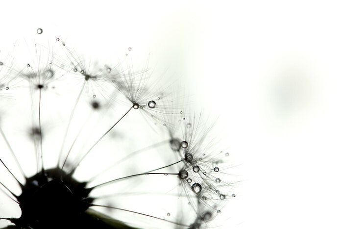 Poster Samen in Schwarz und Weiß