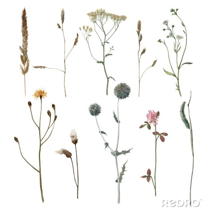 Poster Satz Aquarellwiesenanlagen lokalisiert auf weißem Hintergrund. Hand gezeichnete Abbildung. Feld. Botanische Blumen. Gras.