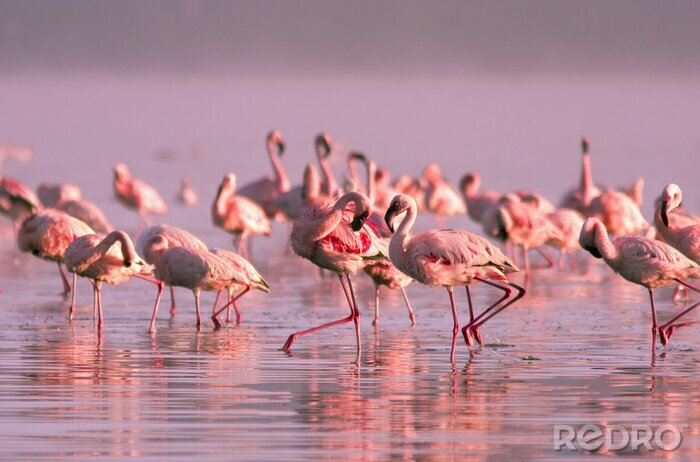 Poster Schar von Flamingos bei Sonnenuntergang