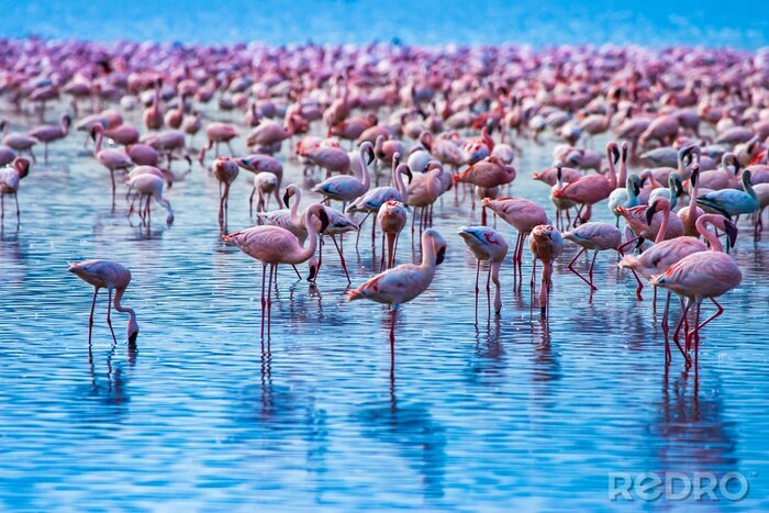 Poster Schar von Flamingos im Wasser