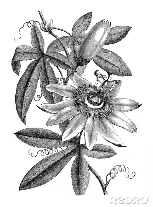 Poster Schattierte Abbildung einer Passionsblume und Blätter