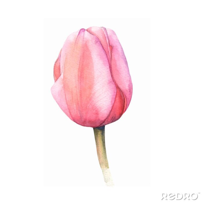 Poster Schattierte rosa Tulpenknospe
