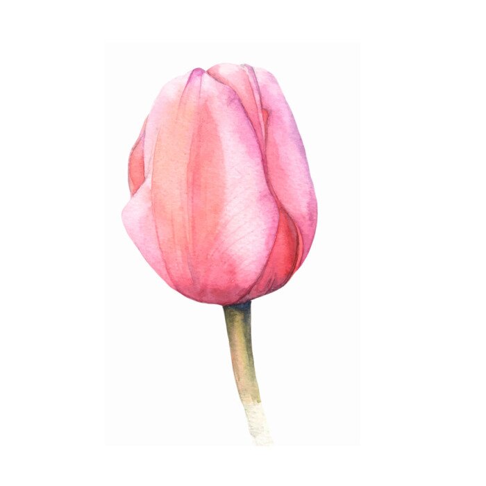 Poster Schattierte rosa Tulpenknospe