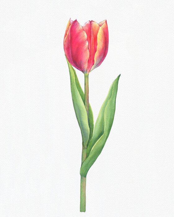 Poster Schattierte Tulpe mit zarten Blättern