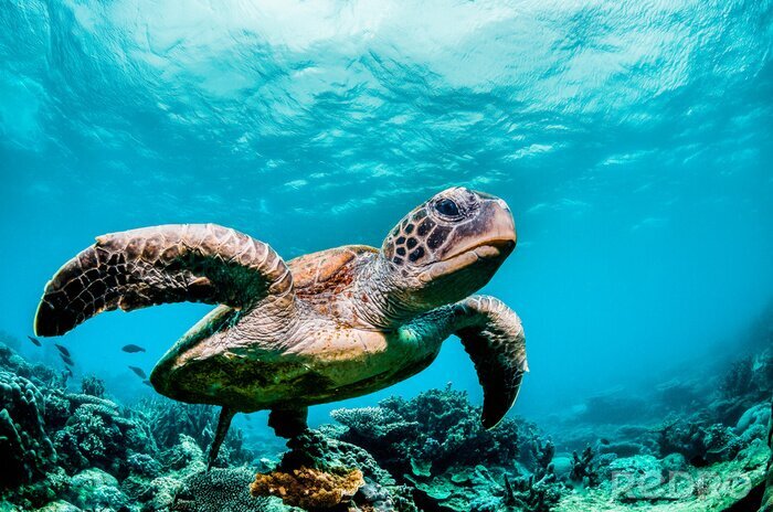 Poster Schildkröte unter Korallenriff