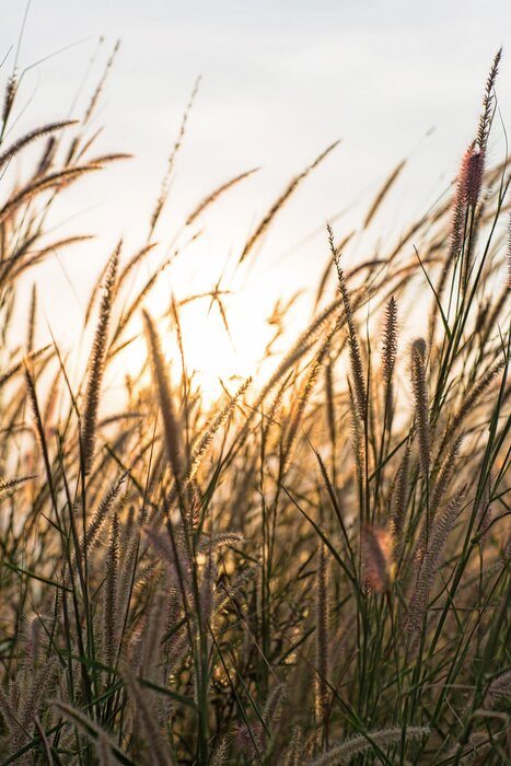 Poster Schilfgras am Sommernachmittag