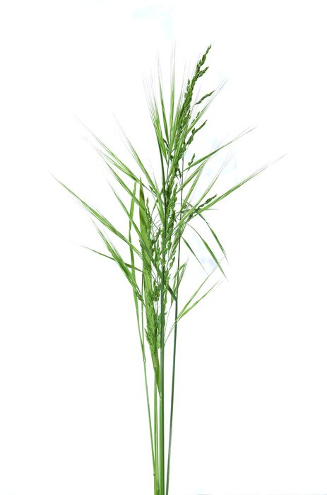 Poster Schilfgras im Vordergrund