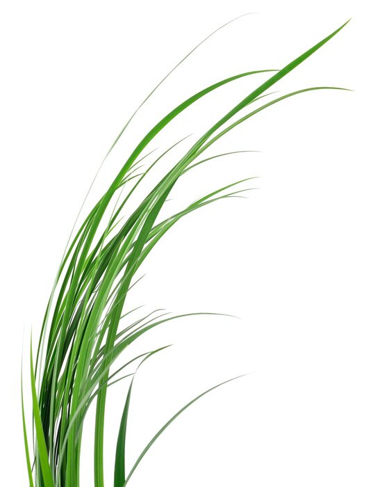 Poster Schilfgras in einer leichten Krümmung