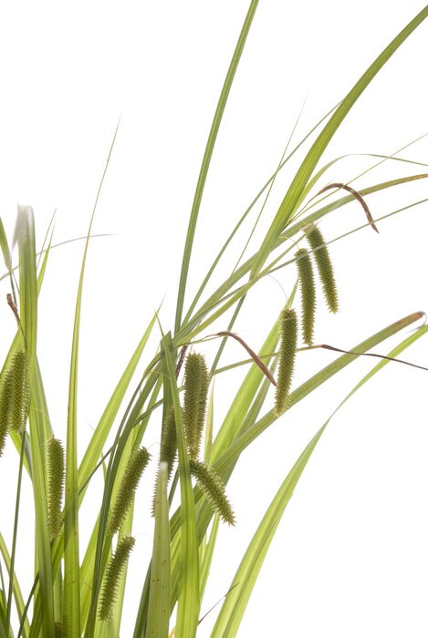 Poster Schilfgras in verschiedenen Längen