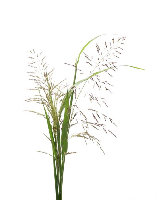 Poster Schilfgras mit freiliegenden Halmen