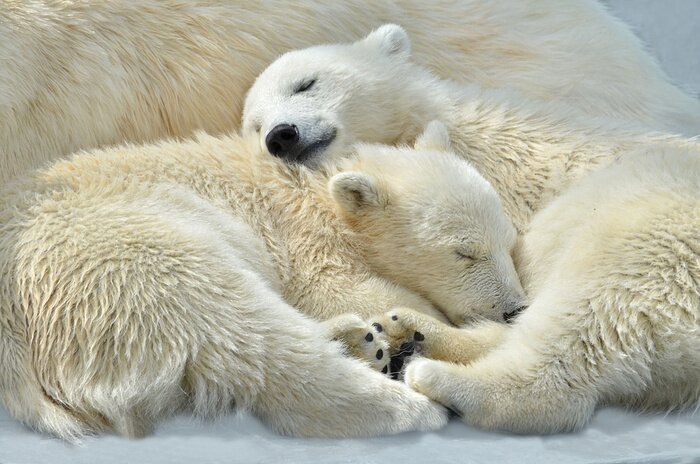 Poster Schlafende Bären
