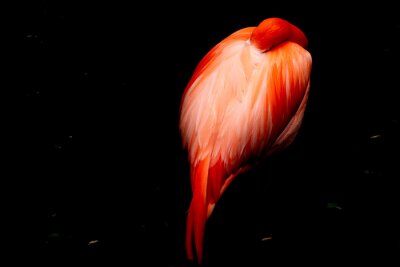 Poster Schlafender Flamingo auf dunklem Hintergrund