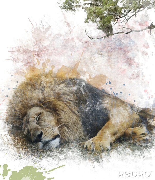 Poster schlafender Löwe in Aquarell