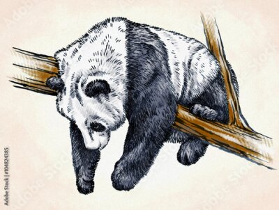 Poster Schlafender Panda auf einem Ast