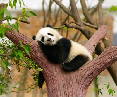 Schlafender panda auf einem baum