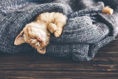 Schlafendes Kätzchen in die Decke gehüllt