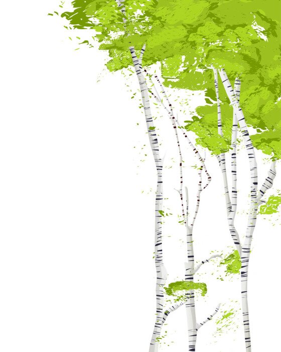 Poster Schlanke Birken auf weißem Hintergrund