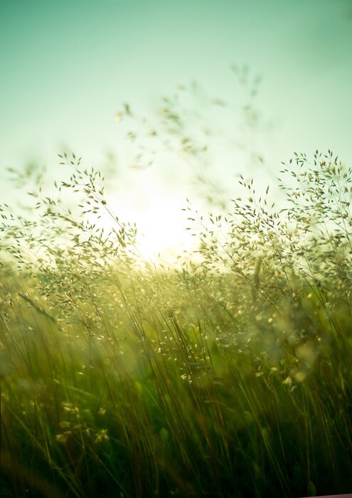 Poster Schlanke Gräser wiegen sich im Wind